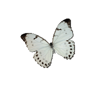 Papillon-blanc-1 3