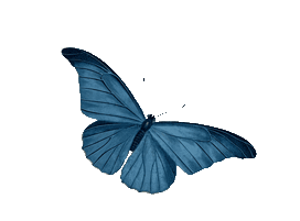 Papillon-bleu-4 3