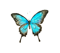 Papillon-bleu-ciel-1 3