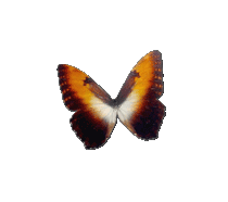 Papillon-marron-1 3