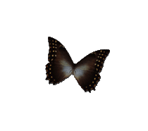 Papillon-noir-1 3