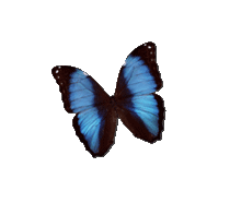 Papillon-noir-et-bleu-1 3