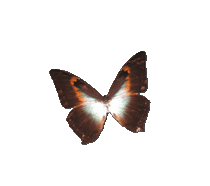 Papillon-orangé-noir-1 3
